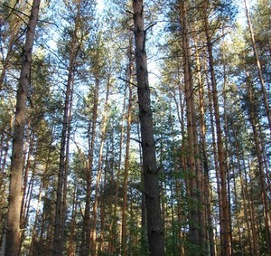 Лес - фото 1