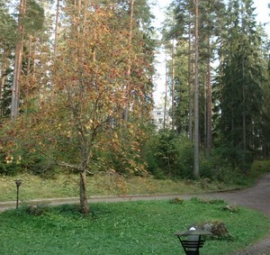 11. В финском лесу