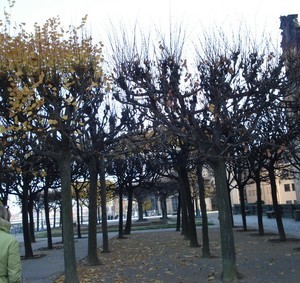 Осенний Дрезден