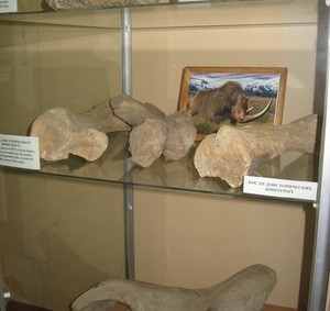 Кости доисторических животных в музее