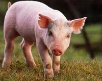 Украинская свинья будет прогнозировать матчи Чемпионата Европы по футболу-2012