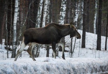 Охота на все виды животных запрещена в Нижегородской области с 1 марта