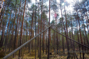 Данные о теневых лесопереработчиков в Кировской области передадут в правоохранительные органы