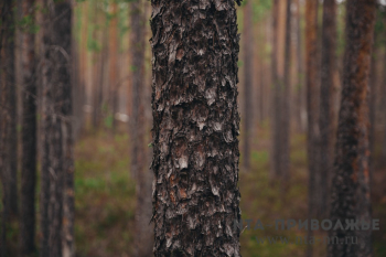 Кировский лес планируется поставлять в Китай 