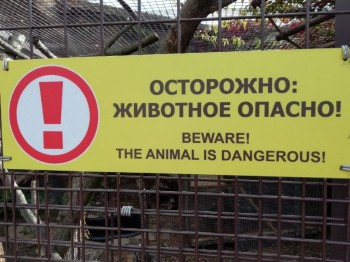 Песцов в ижевском зоопарке перестали показывать из-за беспечности посетителей