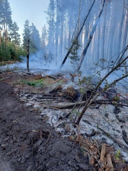 Лесной пожар на 10 га ликвидировали в Ульяновской области