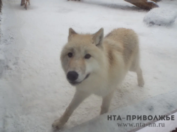 Лучшего охотника на волка выберут в Кировской области Лучшего охотника на волка выберут в Кировской области