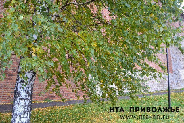 Сильный ветер до 18 м/с прогнозируется в Нижегородской области 11 октября Сильный ветер до 18 м/с прогнозируется в Нижегородской области 11 октября