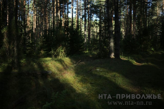 "План лесовосстановления в Нижегородской области на 2020 год – один из самых масштабных в ПФО", - Глеб Никитин