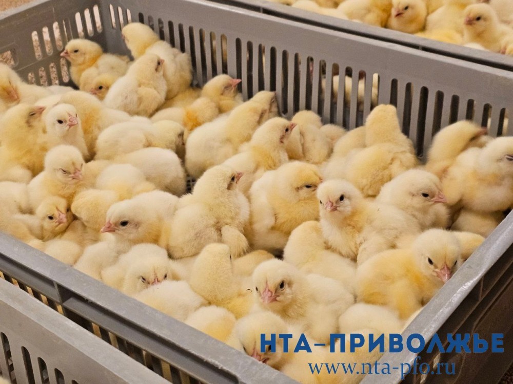 Нижегородская область может повысить самообеспеченность куриным мясом до 100%