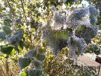Заморозки ожидаются в Нижегородской области 7 мая Заморозки ожидаются в Нижегородской области 7 мая
