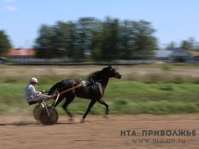 Ипподром планируют построить в Прикамье Ипподром планируют построить в Прикамье
