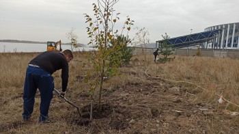 Около 850 деревьев и более 7 тысяч кустарников высадили в Нижнем Новгороде в 2020 году  в рамках компенсационного озеленения