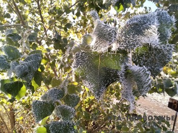 Ночные заморозки до -2 прогнозируются в Татарстане