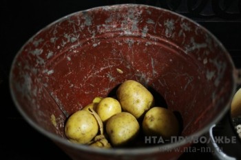 Посадки картофеля в Чувашии выполнены более чем на 96%