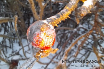 Более 20 населённых пунктов остались без света из-за ледяного дождя в Ульяновской области