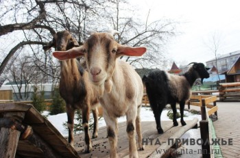 Народные приметы: 11 ноября