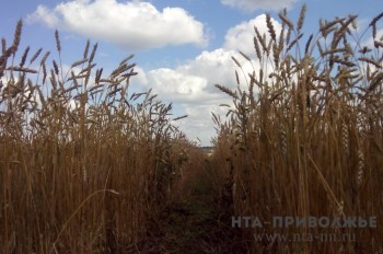 Нижегородская область может потерять до 30% урожая зерновых