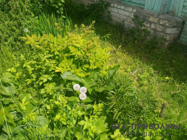  Ульяновские городские службы усилят по работы по покосу травы