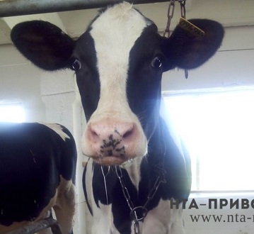 Животноводов в Чувашии призвали сохранять спокойствие