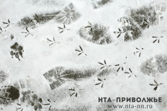 Метель 18 ноября в Нижегородской области продолжится и в ночь Метель 18 ноября в Нижегородской области продолжится и в ночь