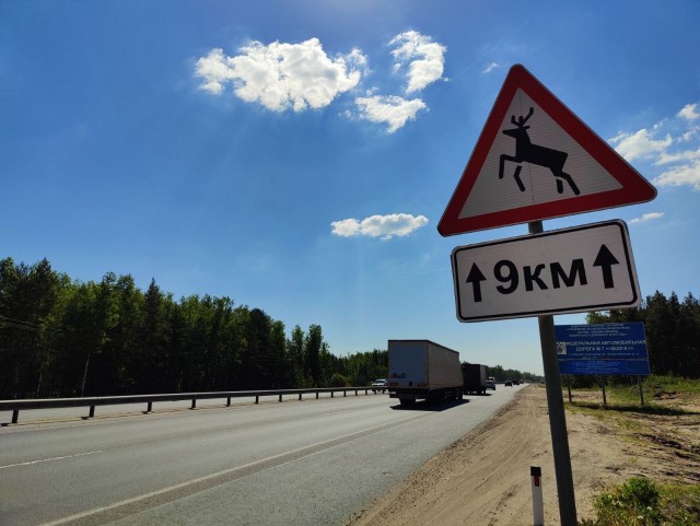 Нижегородский Минлесхоз предупреждает водителей о повышенной опасности на дорогах во время брачного периода у лосей