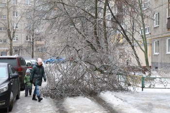 Более 70 деревьев упали в Нижнем Новгороде в связи с непогодой