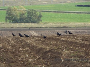 15 районов Оренбуржья начали яровой сев