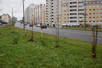 Липовую аллею высадили в Чебоксарах