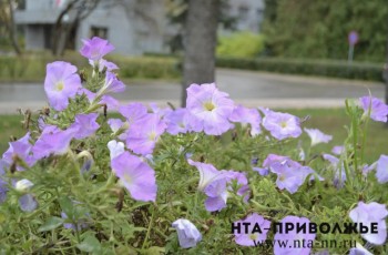 Народные приметы: 9 июня
