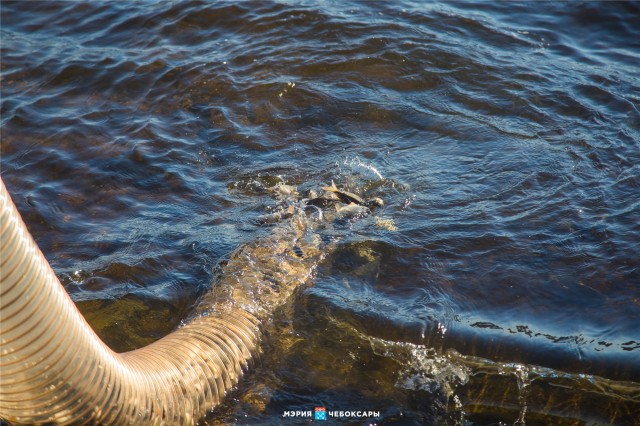 Чебоксарский "Водоканал" выпустил в Волгу более 111,8 тыс. молоди сазана