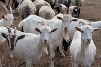 Численность мелкого рогатого скота в Нижегородской области выросла на 11%