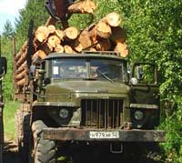 В Нижегородской области в 2009 году объем незаконно срубленного леса снизился на 30%