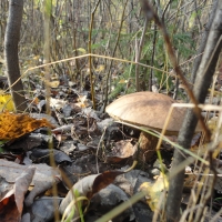 В Нижегородской области спасатели ищут двух ушедших в лес за грибами пенсионеров

