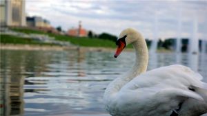 "Администрацией города Чебоксары выделены дополнительные средства на закупку корма и охрану лебедей в весенне-летний период", - Алексей Ладыков "Администрацией города Чебоксары выделены дополнительные средства на закупку корма и охрану лебедей в весенне-летний период", - Алексей Ладыков