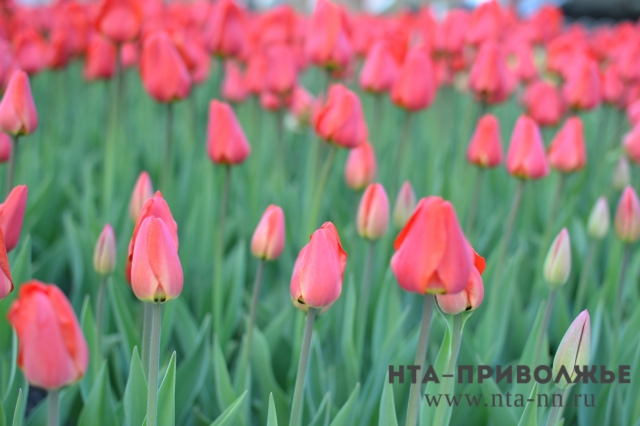 Летнее оформление цветами по центральным магистралям Нижнего Новгорода начнётся с 10 июня