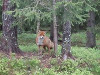 В городском округе города Бор до 13 мая введен карантин по бешенству
