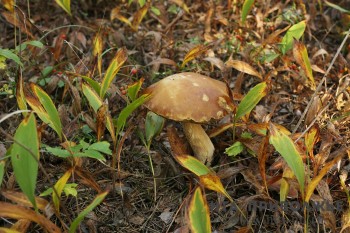 Трое нижегородцев отравились грибами с начала лета