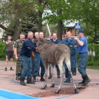 Полицейские спасли молодого лося в центре города Семенова Нижегородской области