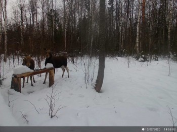 Численность лосей в Нижегородской области за десятилетие увеличилась на 50%