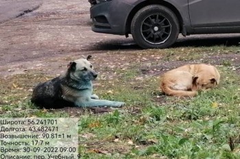 Новая "синяя" собака в Дзержинске оказалась испачканной в "зелёнке"