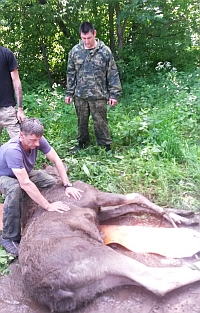 Обнаруженные в Александровским саду Нижнего Новгорода лоси благополучно выпущены на волю в Кстовском охотхозяйстве 