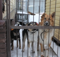 Почти 2,5 тыс. безнадзорных собак стерилизовано в Нижнем Новгороде в 2014 году