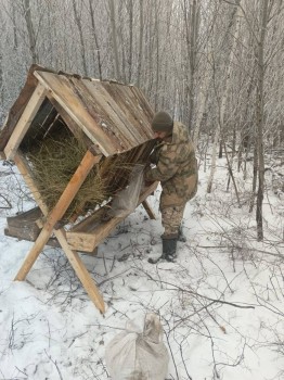 Зимнюю подкормку лесных животных организовали в Оренбургской области