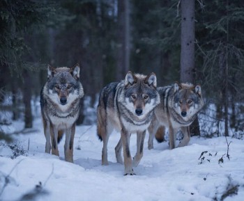 Сезон охоты на волков закрыт в Кировской области