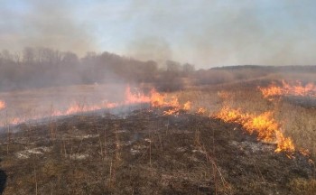 Пожар в Навашинском заказнике произошел из-за возгорания травы