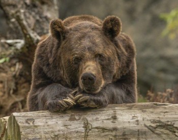 Более 50 медведей обитает в лесах Ульяновской области