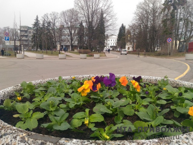 Нижегородский кремль украсят почти 60 тыс. анютиных глазок Нижегородский кремль украсят почти 60 тыс. анютиных глазок