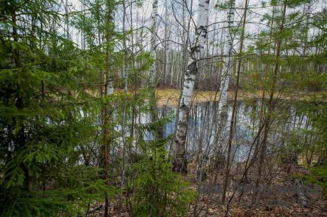 Ежегодно в Нижегородской области высаживают 19 млн деревьев