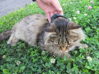 Кот-наркокурьер задержан в нижегородской ИК-7